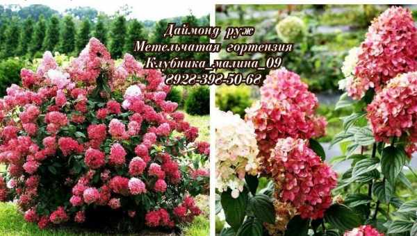 Гортензія Даймонд Руж (Hydrangea Paniculata Diamant Rouge) - опис