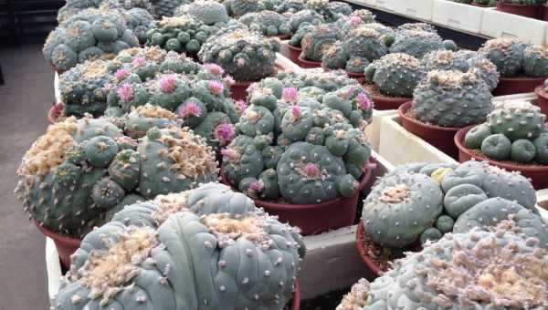 Кактус Lophophora Williamsii - посадка і відхід будинку