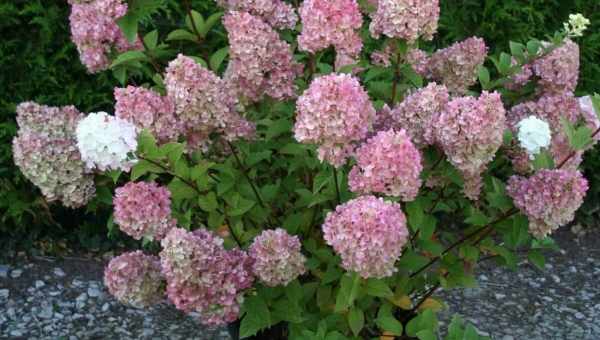 Гортензія Сандей Фрайз (Hydrangea Paniculata Sundae Fraise) - опис