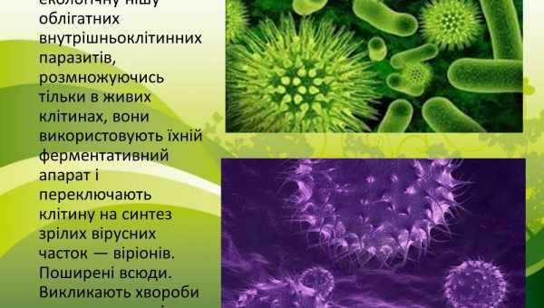 Хвороби кактусів: поширені захворювання та їх методи лікування