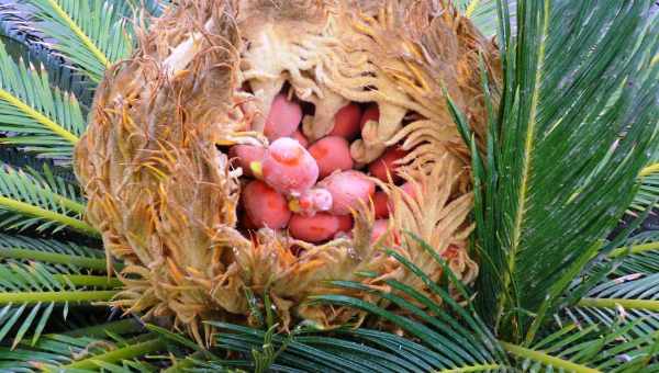 Цикас революта (cycas revoluta) - відхід і розмноження