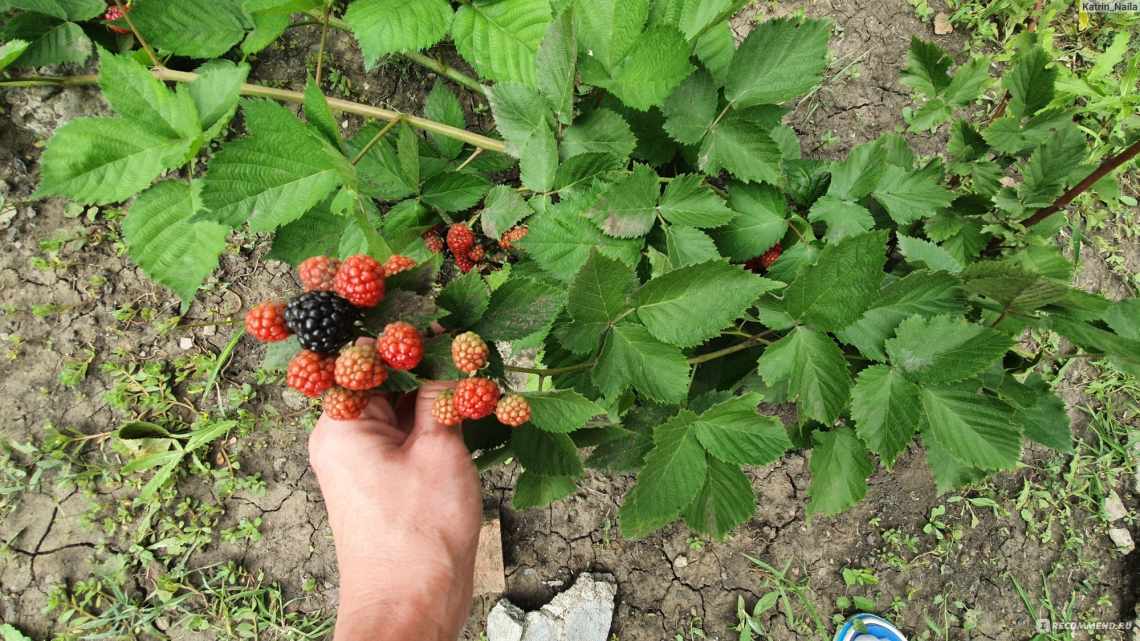 Їжачова безшипна: посадка і догляд