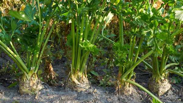Правила вирощування листового селера у відкритому ґрунті