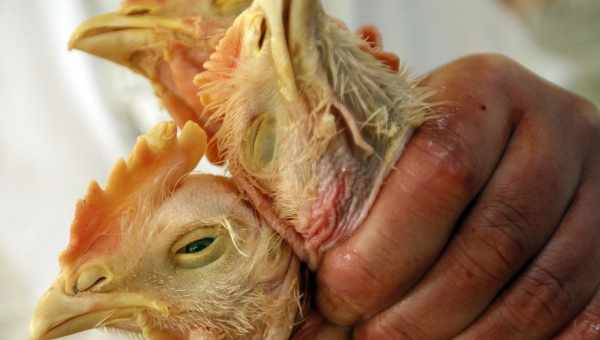 Що за захворювання - запалення зобу у птиці і як його лікувати?