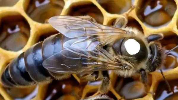 Заміна матки біля бджіл