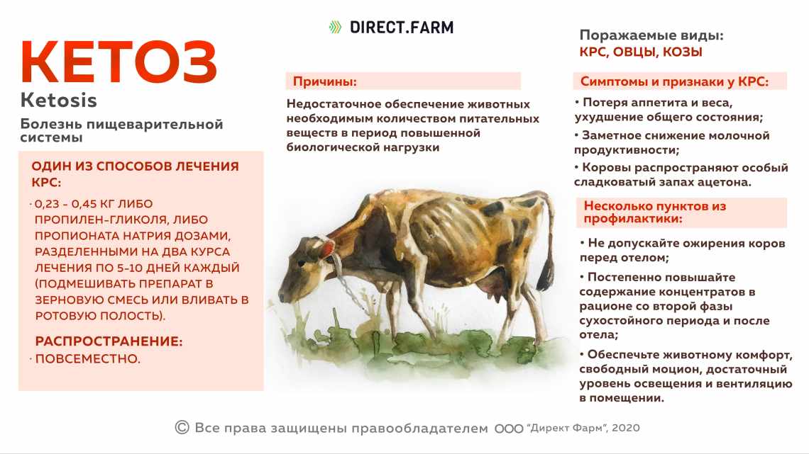 Дерматити, що викликаються грибком Malassezia у тварин. Як лікувати маласезію у вихованців в домашніх умовах