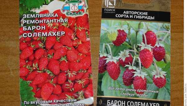 Як гарантовано виростити садову землянику із насіння: секрети. Вирощування земляники із насіння - копітке, але цікаве заняття