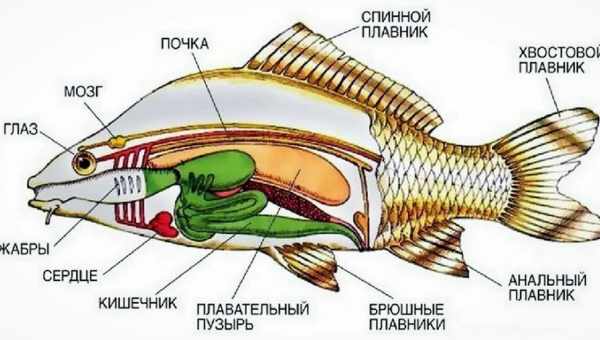 Вчені пояснили механізм ходьби риби-скелелазу