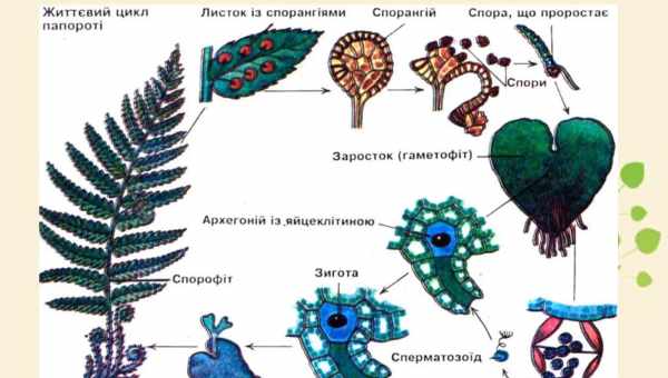 Рангеоморфи виявилися володарями гібридної системи розмноження