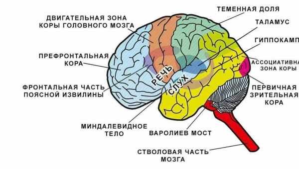 Вчені ідентифікували структури мозку за «відбитками» їх активності