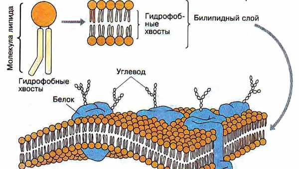 Вчені пояснили механізм складання бактеріального джгутика