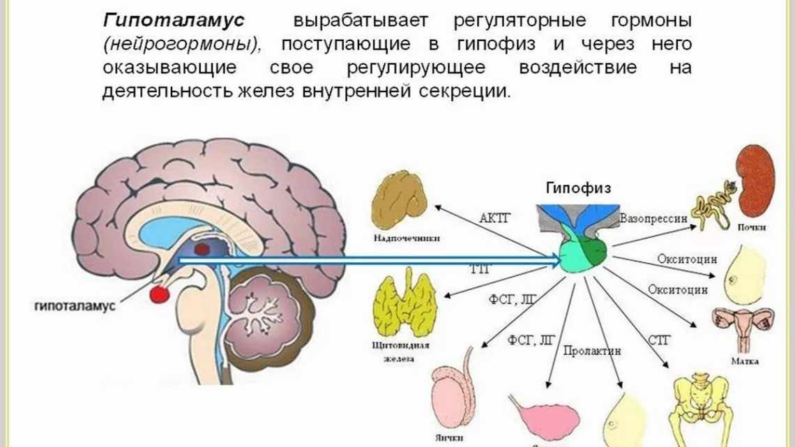 Три місяці без сигарет дозволили мозку заповнити дефіцит «гормону задоволення»