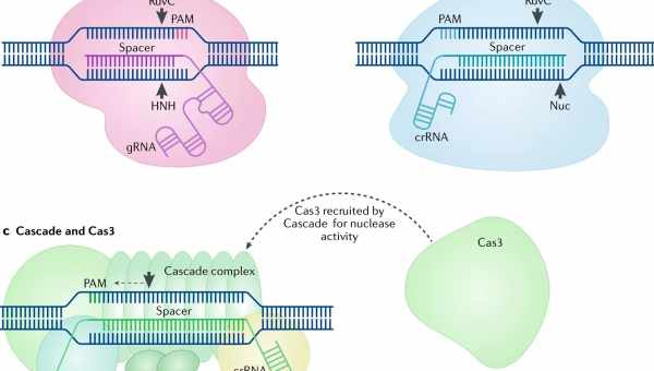 Експерти розкритикували статтю про побічні ефекти CRISPR/Cas9