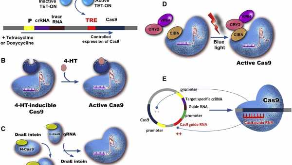 Відредаговані CRISPR/Cas помідори для лікування гіпертонії з'явилися в японських магазинах