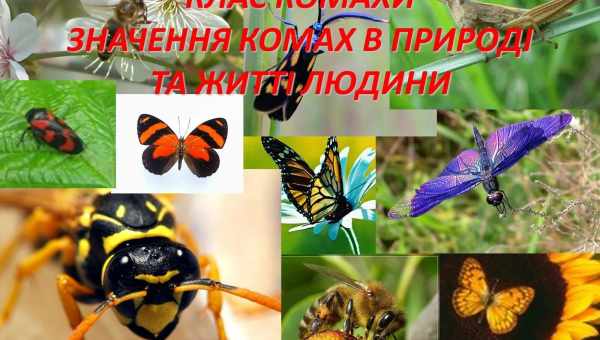 "Коротка історія комах: Шестиногі господарі планети ". Палеоентомолог розповідає про їх становлення і розвиток