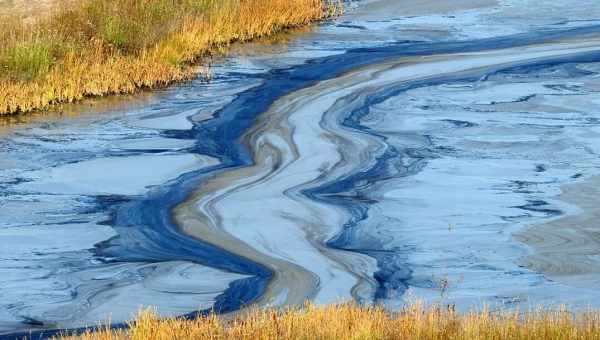 Потепління води підвищило концентрацію метилртуті в тканинах морських хижаків