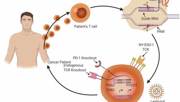 CRISPR придушив розмноження коронавірусу в клітинах людини