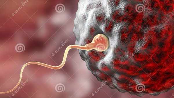 Скільки живуть сперматозоїди після статевого акту в організмі і поза ним?