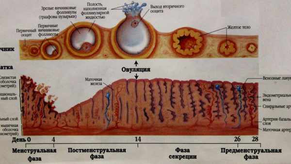 Порушення менструального циклу: що потрібно знати