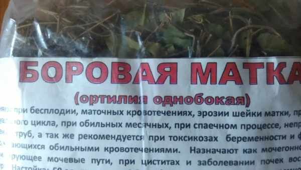 Борова матка при вагітності: чи можна пити на ранніх термінах і як приймати