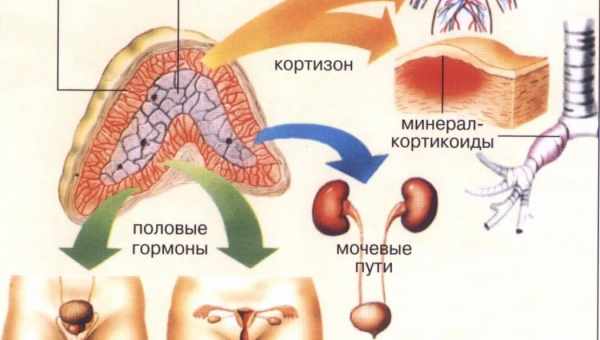 Гормони стресу - винуватці зайвої ваги! Як «приручити» кортизол і адреналін?