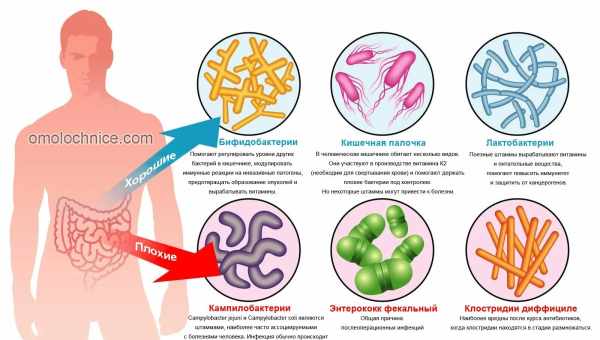 Змушують товстішати, впливають на імунітет: що потрібно знати про кишкові бактерії