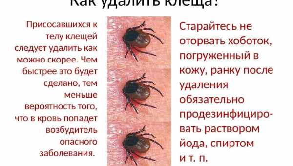 Цього точно не можна робити при укусі кліща, але так чинять всі