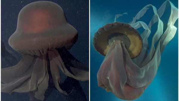 У Флориді навала отруйних медуз