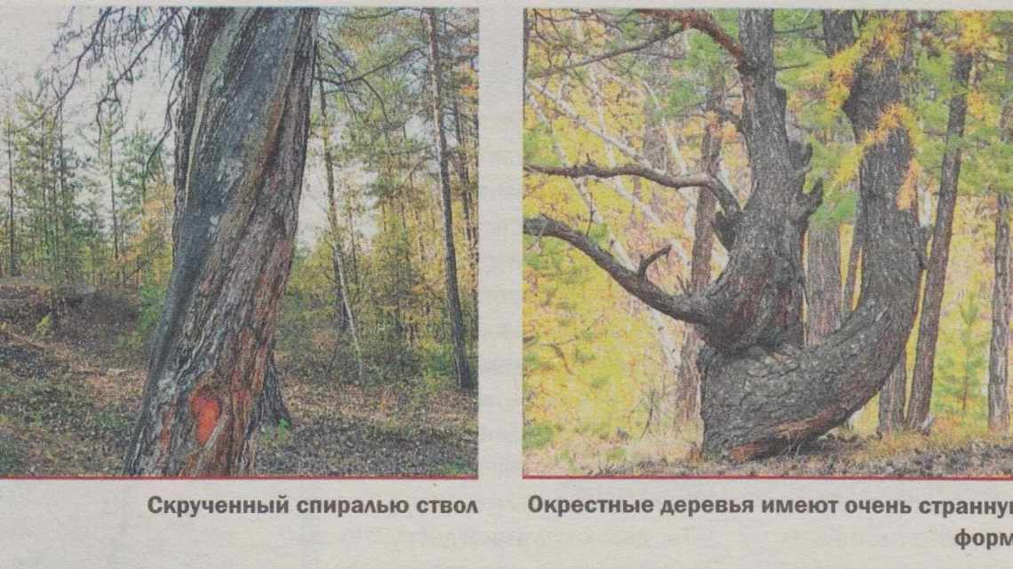 Дерева-мутанти Маганського тракту