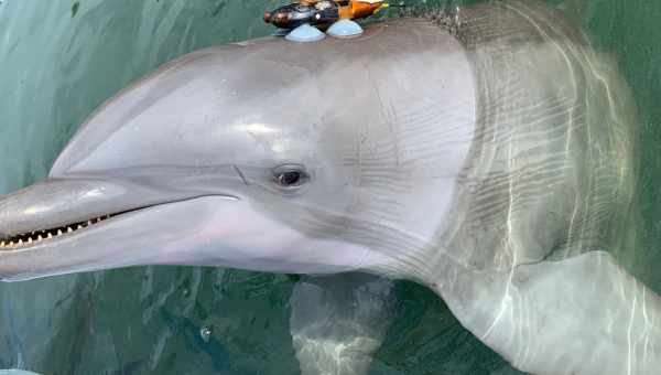 У Бразилії знайдено унікальний білий дельфін