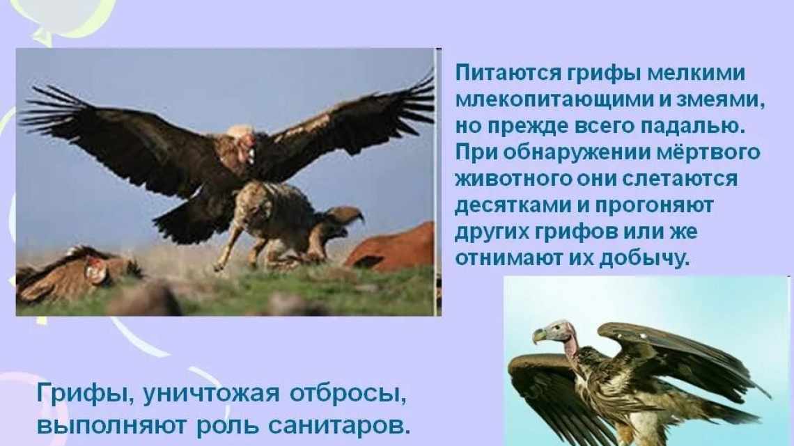 Найбільша в історії птиця важила понад 700 кг і мала зріст вище 3 метрів