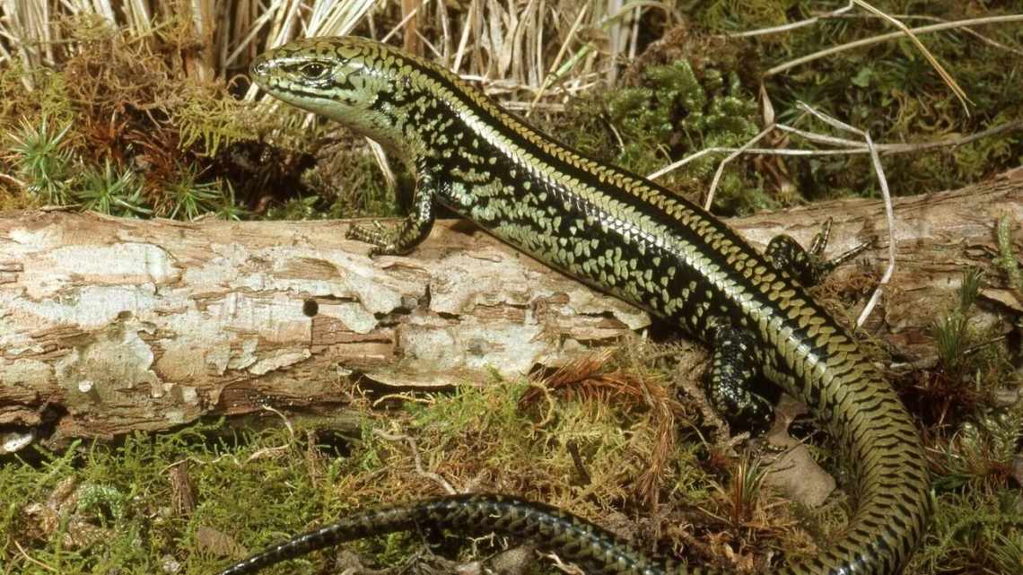 В Індонезії жінка народила ящірку