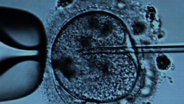 Англійські вчені вже створили понад 150 гібридних ембріонів людини і тварини