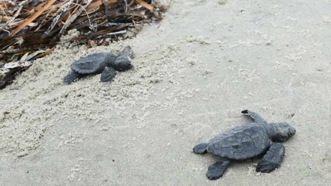 На Кубі знайшли живих черепах - сіамських близнюків