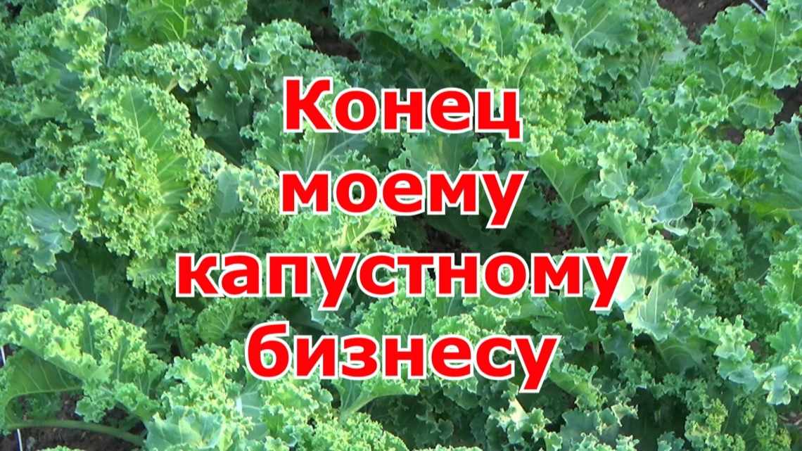 Як виростити капусту Кейл