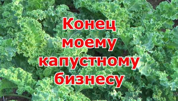 Як виростити капусту Кейл