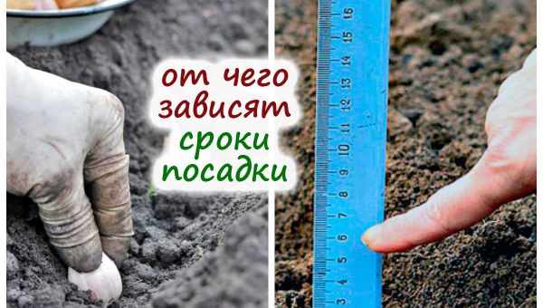 Як правильно саджати і доглядати за ялівцем віргінським