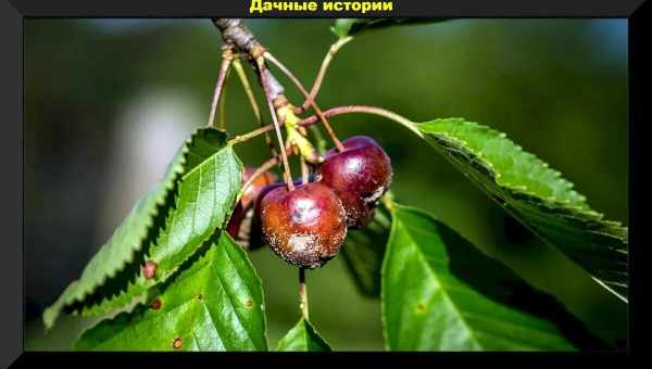 Моніліоз вишні: опис захворювання та методи лікування