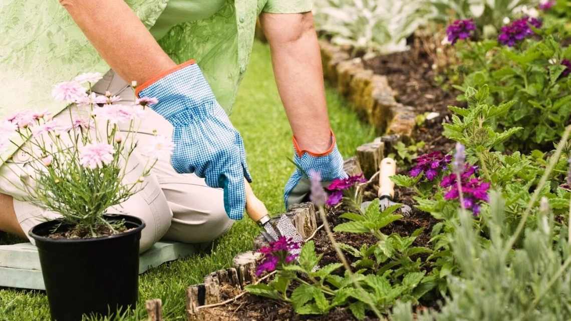 Вирощування ладанця і догляд за ним