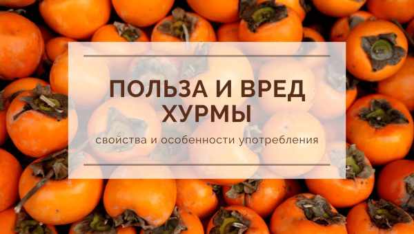 Хурма Корольок: властивості, вирощування та зберігання