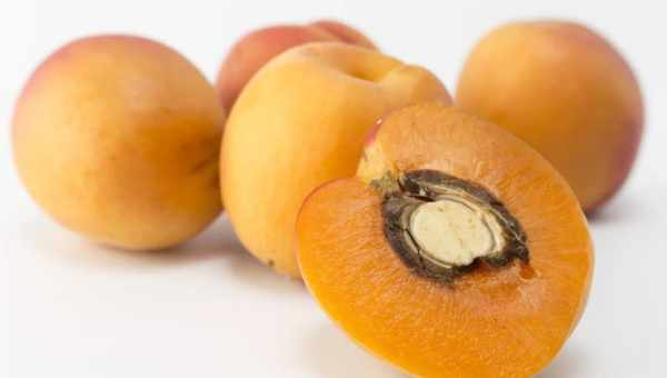 Кісточки абрикоса: користь і шкода вживання ядра фрукту. Чи можна їсти кісточки абрикоса і в якій кількості