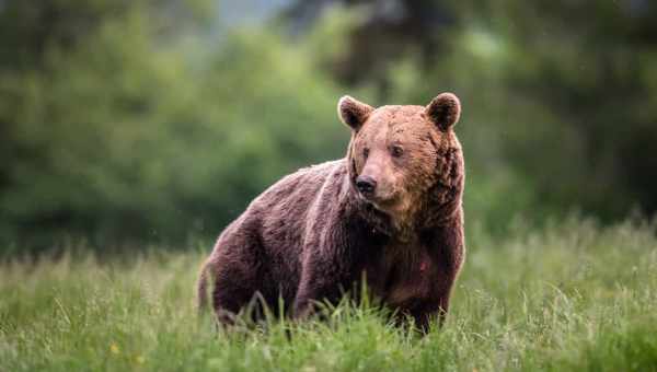 Викопний ведмідь виявився вегетаріанцем