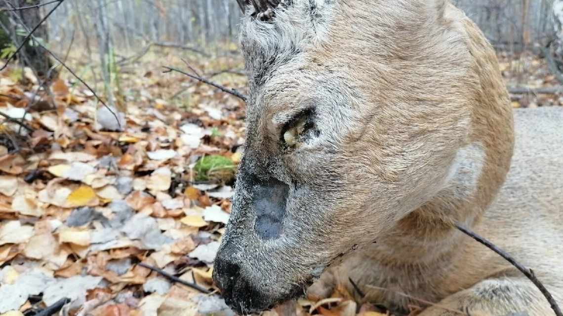 У дику природу повернеться самець черепахи, який врятує свій вид