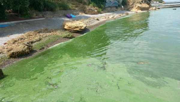 Виявлено найстарішу зелену водорость