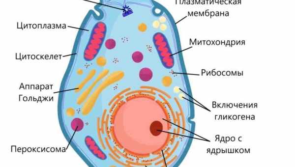 Лікування фіброзу стовбуровими клітинами