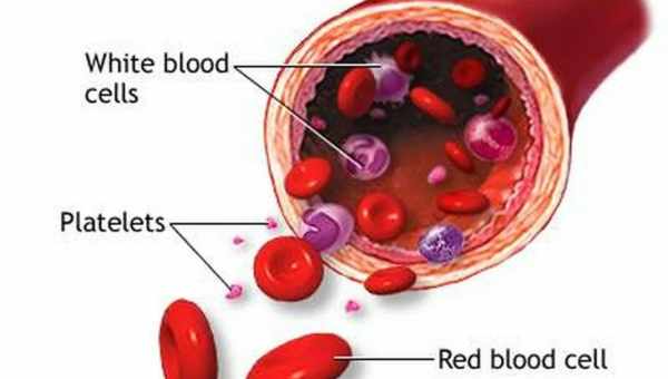 Кров: еритроцити, тромбоцити і лейкоцити