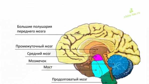 Відмінності в структурі мозку вказали на антисоціальну поведінку