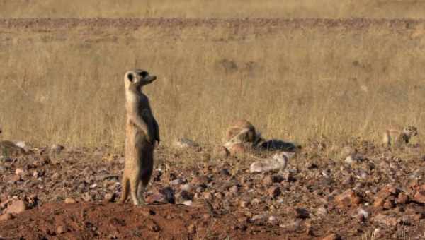 Радіоінтерферометр MeerKat запрацював на повну силу