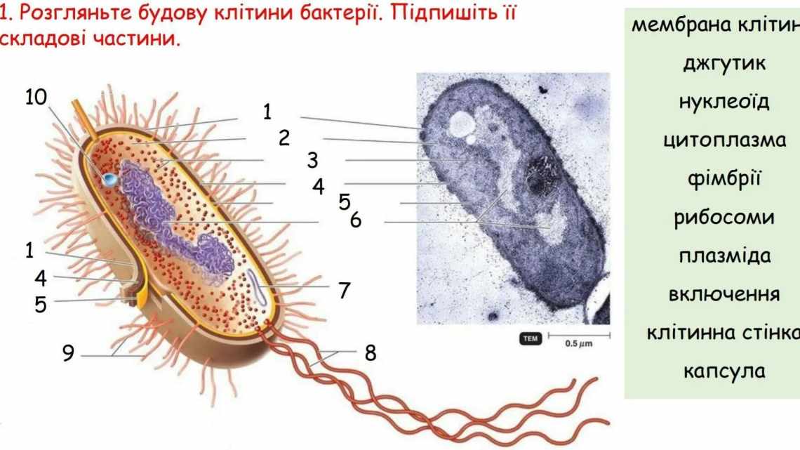 Значна чисельна перевага бактерій у тілі людини виявилася міфом