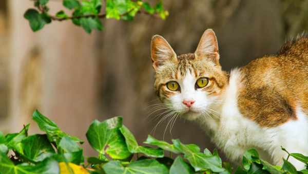 Котяча музика заспокоїла кішок краще класичної людської